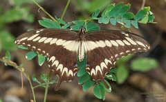 Heraclides ornythion