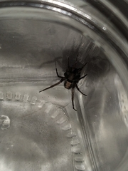 Herpyllus ecclesiasticus