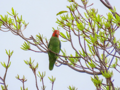 Geoffroyus geoffroyi