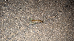 Ethmostigmus rubripes