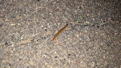 Ethmostigmus rubripes