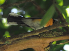 Symposiachrus trivirgatus