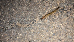 Ethmostigmus rubripes