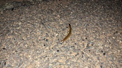 Ethmostigmus rubripes