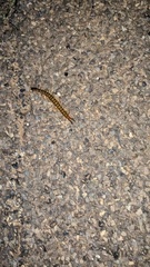 Ethmostigmus rubripes