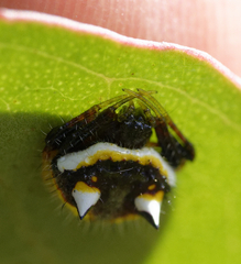 Poecilopachys australasia