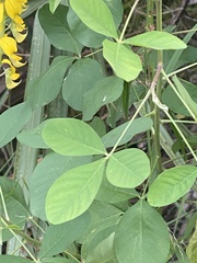 Crotalaria