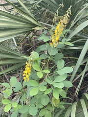 Crotalaria
