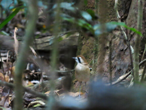 Northern Scrub Robin (Drymodes superciliaris), photo 2