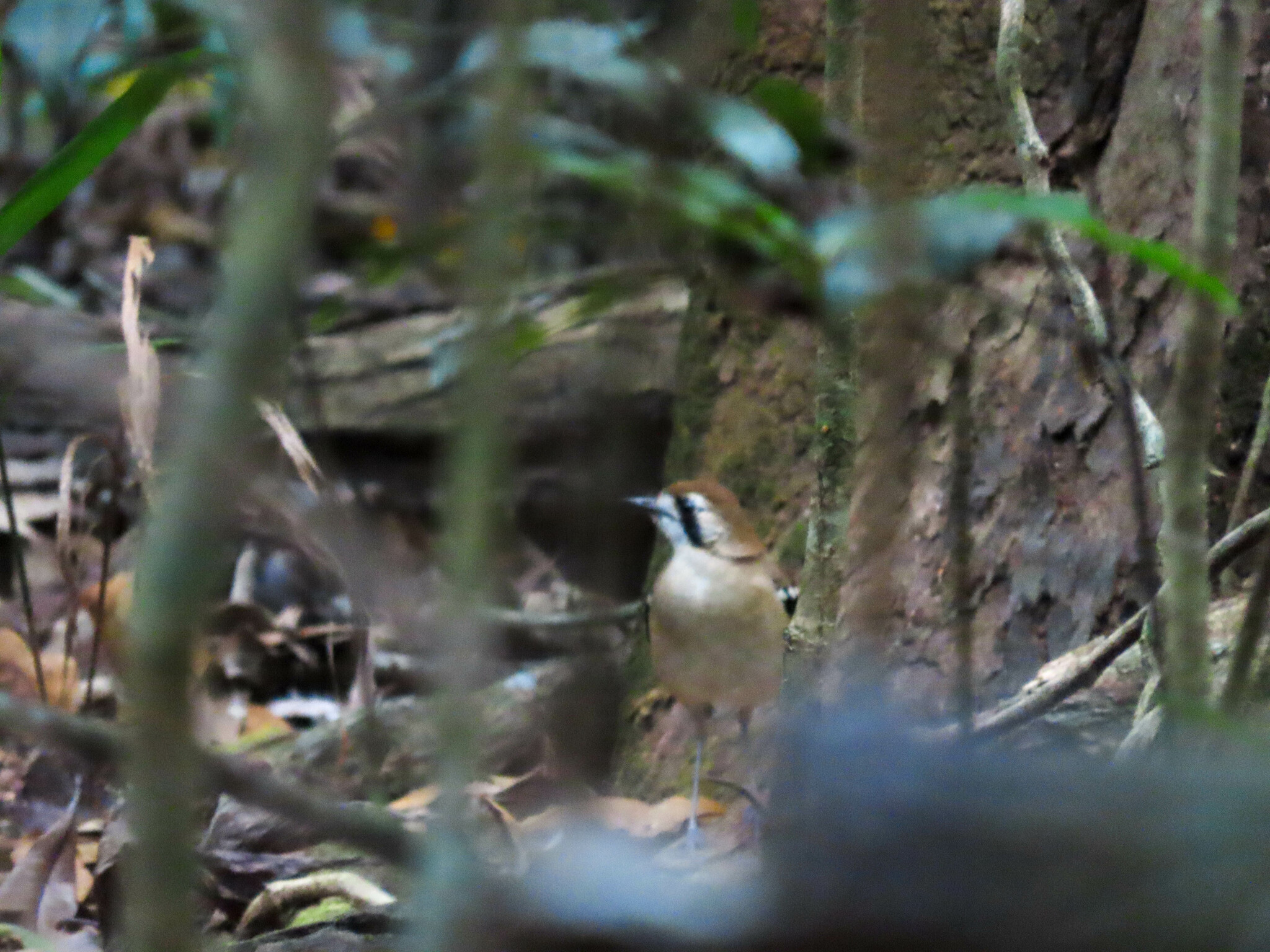Northern Scrub Robin (Drymodes superciliaris), photo 2