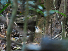 Drymodes superciliaris