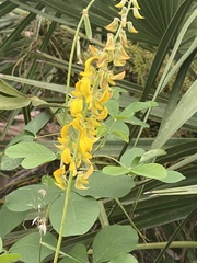 Crotalaria