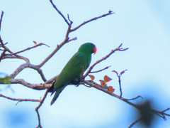 Eclectus roratus