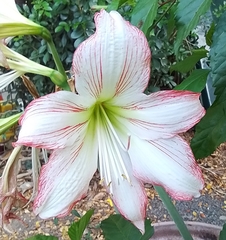 Hippeastrum reticulatum