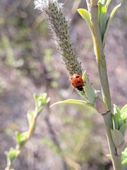 Coccinella transversoguttata