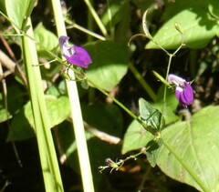 Brillantaisia lamium