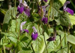 Brillantaisia lamium