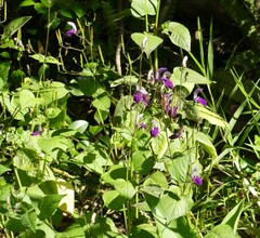 Brillantaisia lamium