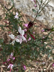 Oenothera filiformis