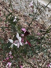 Oenothera filiformis
