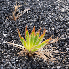 Washingtonia robusta