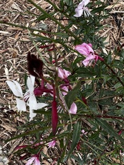 Oenothera filiformis
