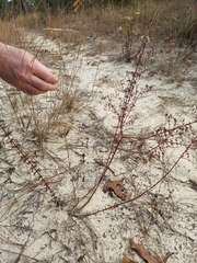 Trichostema suffrutescens