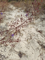 Trichostema suffrutescens