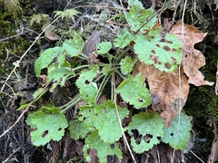 Heuchera micrantha diversifolia