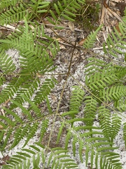 Pteridium aquilinum pseudocaudatum