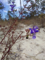 Trichostema suffrutescens