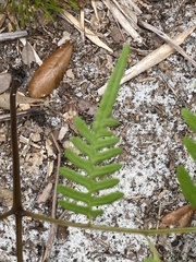 Pteridium aquilinum pseudocaudatum
