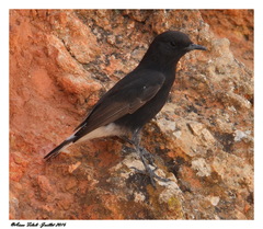 Oenanthe leucura