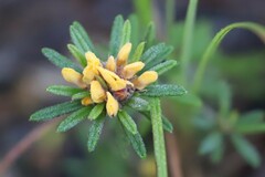 Phyllota phylicoides