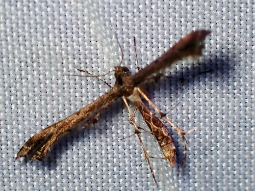 Hourglass Plume Moth photo 3
