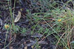 Phyllota phylicoides