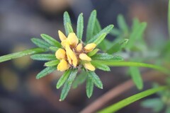 Phyllota phylicoides