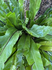 Asplenium nidus