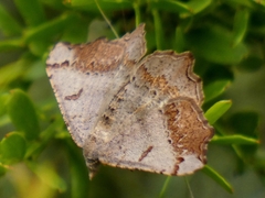 Dissomorphia australiaria