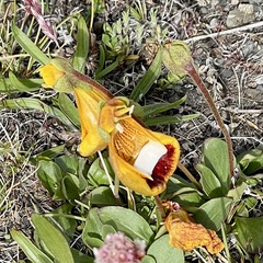 Calceolaria uniflora