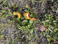 Calceolaria uniflora