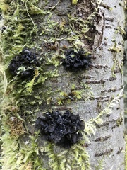 Lichinaceae