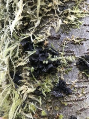 Lichinaceae