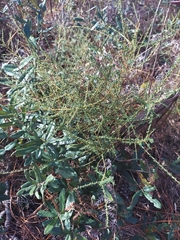 Ceanothus microphyllus