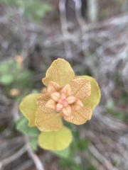 Lyonia fruticosa