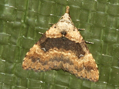 Alapadna pauropis