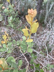 Lyonia fruticosa