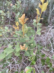 Lyonia fruticosa