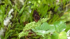 Euploea tulliolus