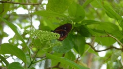 Euploea tulliolus